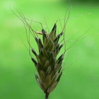 Das letzte Vorkommen des Aufgeblasenen Fuchschwanzgrases Alopecurus rendlei in Deutschland befindet sich im Wiesengelände zwischen Hülzweiler u. Schwalbach