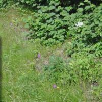 Fünf Anacamptis pyramidalis am Autobahnzubringer in Saarwellingen