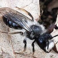 Von Sandbienen und Wollschwebern – eine Fußnote zum Darwin-Jahr