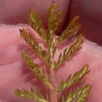 Anthemis austriaca L. , eine Invasion bleibt 20 Jahre unbemerkt