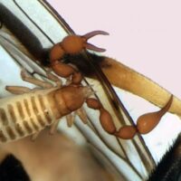 Anthrenochernes stellae Lohmander, 1939 – ein Pseudoskorpion des Anhangs II der FFH-Richtlinie neu für das Saarland