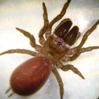 Die Tapezierspinnen am Kreuzberg bei Bliesmengen-Bolchen gehören zur Art Atypus piceus!