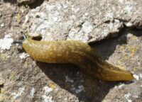 Fund eines Bierschnegels