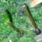 Das Grüne Koboldmoos Buxbaumia viridis (Moug. ex Lam. & DC.) Brid. ex Moug. & Nestl. neu für das Saarland