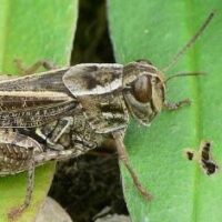 Erster Fund der Italienischen Schönschrecke Calliptamus italicus in unmittelbarer Grenznähe zum Saarland