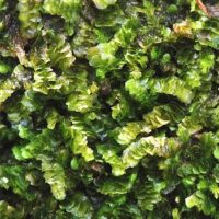 Calypogeia suecica – ein neues Lebermoos für das Saarland