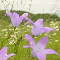 Magere Wiese mit reichlich Campanula patula (Wiesen-Glockenblume) an der „Nunkircher Höhe“ zw. Schmelz und Nunkirchen