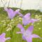 Magere Wiese mit reichlich Campanula patula (Wiesen-Glockenblume) an der „Nunkircher Höhe“ zw. Schmelz und Nunkirchen