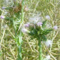 Carduus pycnocephalus L. am Hammelsberg/Perl