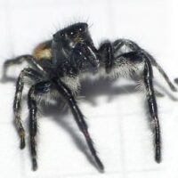 Erster Fund eines Männchens der Springspinne Carrhotus xanthogramma im Saarland