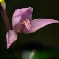 Fund des Roten Waldvögleins Cephalanthera rubra an der Hetschermühle