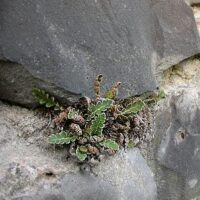 Der Schriftfarn, Asplenium ceterach L., neu im MTB 6707 Saarbrückenund einige Bemerkungen über die Verbreitung des Schriftfarns