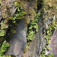 Das Vorkommen von Asplenium ceterach im östlichen Teil der ehemaligen Weinbaudomäne Serrig