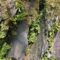 Das Vorkommen von Asplenium ceterach im östlichen Teil der ehemaligen Weinbaudomäne Serrig