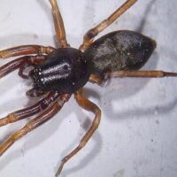 Erster Nachweis der Rindenspinne (Cetonana laticeps) im Saarland