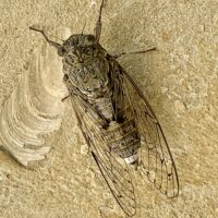 Manna-Zikade (Cicada orni) in Saarbrücken