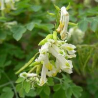 Der Blassgelbe Lerchensporn Pseudofumaria alba ssp. acaulis (Wulfen) Lidén, eine neue Art im Saarland