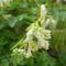 Der Blassgelbe Lerchensporn Pseudofumaria alba ssp. acaulis (Wulfen) Lidén, eine neue Art im Saarland