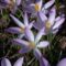 Crocus tommasinianus HERBST- Elfen-Krokus, Bauernkrokus