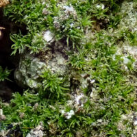 Didymodon glaucus im Saarland