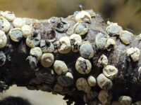 Neue seltene Myxomyceten im Saarpfalzkreis