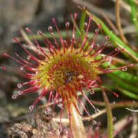 Wiederfunde verschollen geglaubter Arten im mittleren Saarland: Drosera rotundifolia, Lycopodiella inundata und Neufund von Pinguicula sp. für das Saargebiet