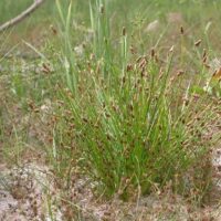 Wiederfund von Eleocharis ovata im Saarland