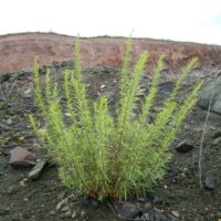 Epilobium dodonaei und Crepis foetida haben den Andesit-Steinbruch „Höchsten“ bei Lebach/Steinbach erreicht.