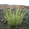 Epilobium dodonaei und Crepis foetida haben den Andesit-Steinbruch „Höchsten“ bei Lebach/Steinbach erreicht.