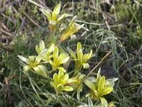Es geht los! Der Felsen-Gelbstern (Gagea saxatilis) blüht!
