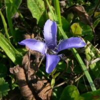 Zur Bestandssituation des Fransen-Enzians (Gentianella ciliata) in der Gemeinde Schmelz