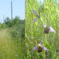40 Bienen-Ragwurze (Ophrys apifera) in Schmelz/Aussen