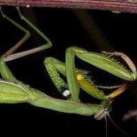 Die Gottesanbeterin Mantis religiosa an der Primsleite in Büschfeld gesichtet.