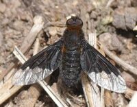 Hemipenthes morio in diesem Jahr (2020) ungewöhnlich häufig