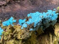 Blaue Myxomyceten