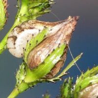 Fund des seltenen Berg-Johanniskrauts (Hypericum montanum) im Warndt