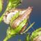 Fund des seltenen Berg-Johanniskrauts (Hypericum montanum) im Warndt