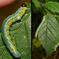 Aproceros leucopoda (Hymenoptera: Argidae) hat das Saarland erreicht