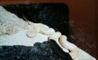 Schlingnatter-Albino bei Bischmisheim