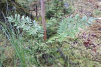 Aktuelle Bestandssituation des Königsfarns (Osmuna regalis) im Rotenbachquellgebiet und Schuster-Hannes-Bruch bei Bergen