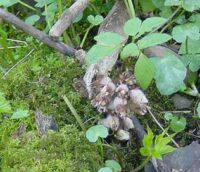 Auwald im Bereich der Mündung des Losheimer Baches in die Prims (bei Überlosheim)