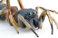 Ein Nachweis der Springspinne Leptorchestes berolinensis (C. L. Koch, 1846) im Saarland