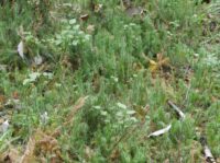 Wiederfund des Sprossenden Bärlapps (Lycopodium annotinum) im Moosbruch bei Scheiden