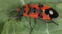 Zweiter Nachweis der Ritterwanze Lygaeus equestris im Saarland