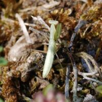 Mantis religiosa im Bliesgau bestätigt