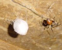 Eine Meldung der Höhlenkreuzspinne Meta menardi aus dem Saarland.