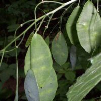 Lunaria rediviva – die Mondviole in der Guldenschlucht bei Einöd