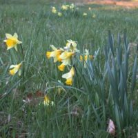 Narzissen im Saarland