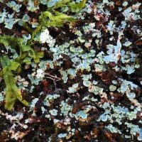 Nachweisboom der Schüppchenflechte Normandina pulchella (Borrer) Nyl. im Saarland.