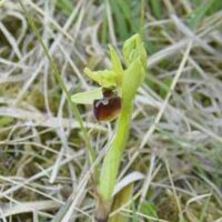 Kleine Spinnen-Ragwurz (Ophrys araneola) im Saarland.